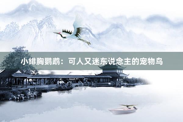 小绯胸鹦鹉：可人又迷东说念主的宠物鸟